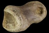 Ornithimimid Toe Bone - Alberta (Disposition #-) #96985-2